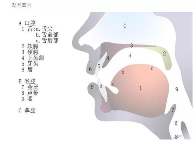 口腔发音器官功能的训练(图1)